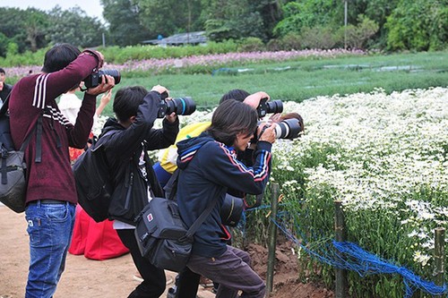 Young people flock to witness ox-eye daisy gardens in Hanoi - ảnh 6