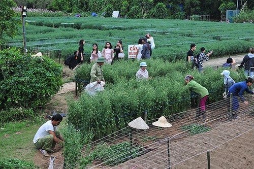 Young people flock to witness ox-eye daisy gardens in Hanoi - ảnh 9