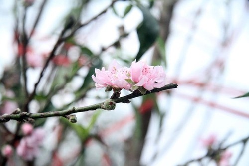 Hanoi's streets flooded by wild peach blossoms as Tet approaches - ảnh 13