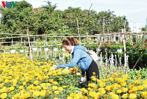 Pho Tho-Ba Bo flower village gears up for Tet - ảnh 11