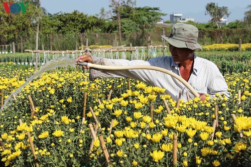 Pho Tho-Ba Bo flower village gears up for Tet - ảnh 2