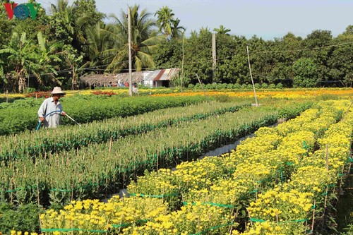 Pho Tho-Ba Bo flower village gears up for Tet - ảnh 3