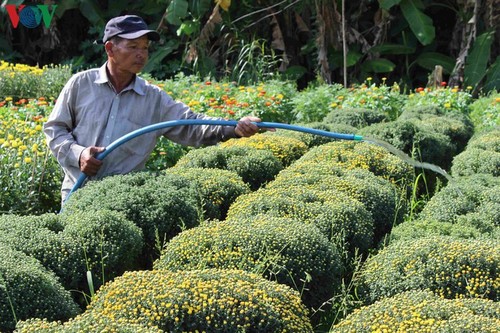 Pho Tho-Ba Bo flower village gears up for Tet - ảnh 6