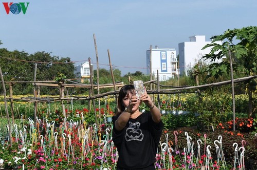 Pho Tho-Ba Bo flower village gears up for Tet - ảnh 9