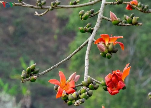 Stunning bombax ceiba flowers of Son La prove to be a hit among visitors - ảnh 14