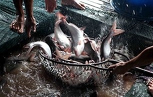 Mekong Delta aims for 2 bln USD turnover from Tra fish export - ảnh 1