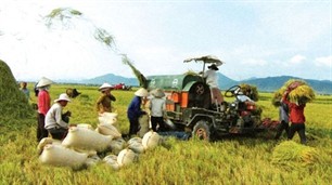 Denmark helps Dak Lak province develop agriculture - ảnh 1