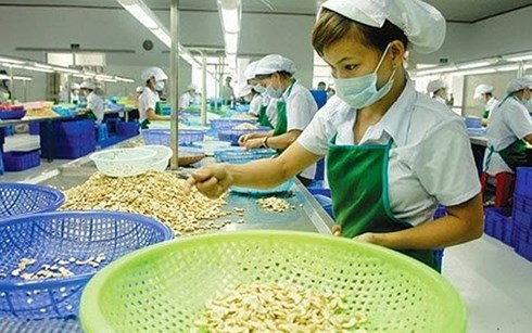 Vietnam targets 3.7 billion USD in cashew nut export - ảnh 1