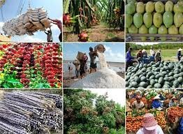 Vietnam diversifies agricultural export market - ảnh 1