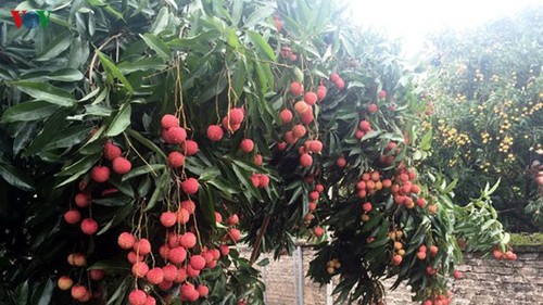Bac Giang province to export fresh lychee to Japan - ảnh 1