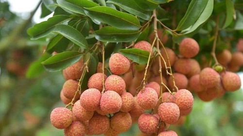 Bright prospects for fresh Vietnamese lychees in Australia - ảnh 1