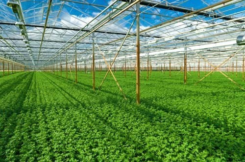Greening agriculture - ảnh 1