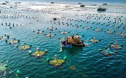 Aquaculture to become large-scale production sector - ảnh 1