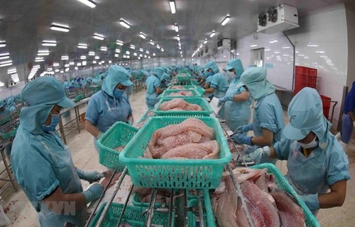 Vietnamese pangasius find its place in Australia - ảnh 1