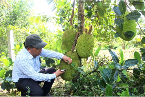 Binh Dinh develops concentrated fruit growing regions - ảnh 1