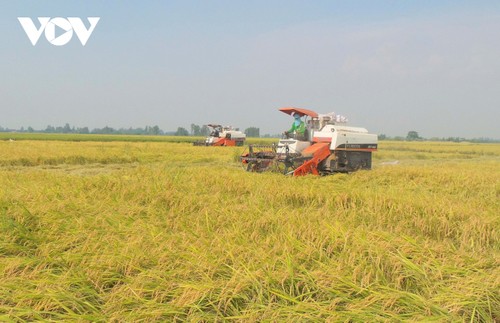 Vietnam increases rice exports while ensuring domestic food security - ảnh 1