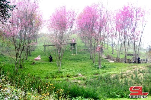 Pha Din Pass flowers blossom during the early days of 2024 - ảnh 1