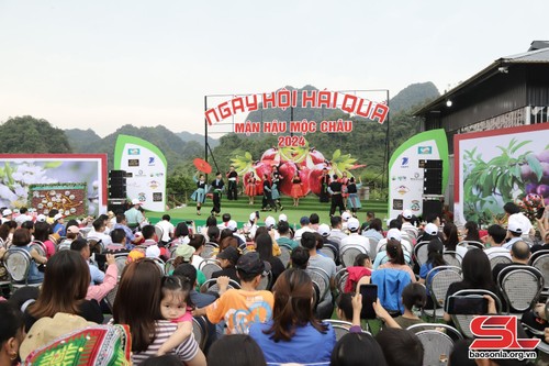 Plum picking festival in Moc Chau Plateau excites visitors - ảnh 1