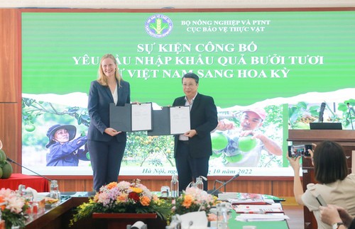 Trái bưởi tươi Việt Nam chính thức được xuất khẩu sang Hoa Kỳ - ảnh 1