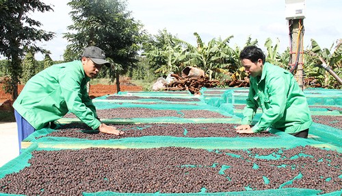 提高咖啡价值和发展西原经济区 - ảnh 1
