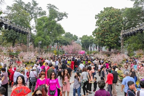 Japan Cherry Blossom festival to take place in Hanoi in late March - ảnh 1
