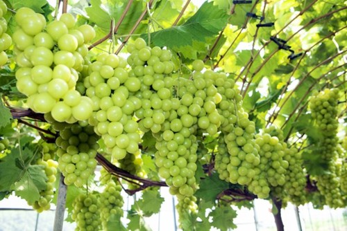 Vietnam becomes largest grape importer of RoK - ảnh 1