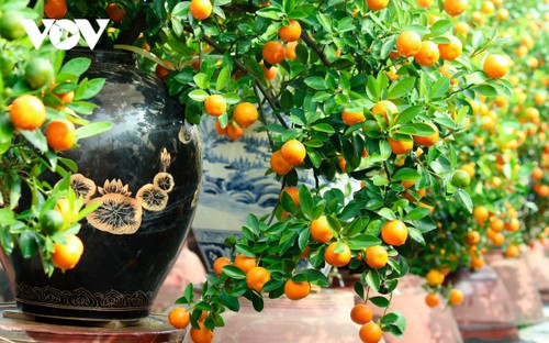 Tu Lien kumquat village prepares for Tet holiday - ảnh 2