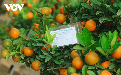 Tu Lien kumquat village prepares for Tet holiday - ảnh 9