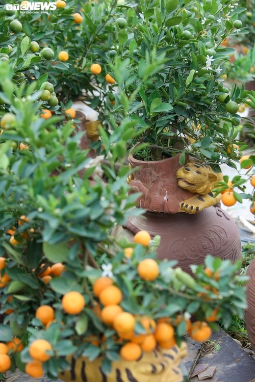 Bonsai kumquat pots in shape of traditional Vietnamese houses favored for Tet - ảnh 14