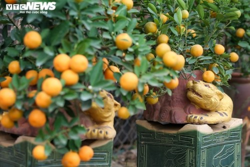 Bonsai kumquat pots in shape of traditional Vietnamese houses favored for Tet - ảnh 15