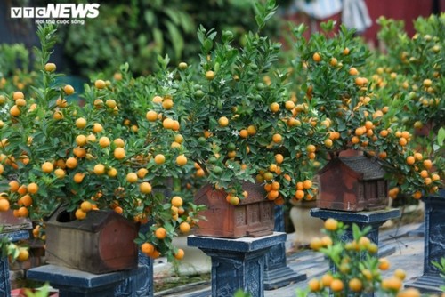 Bonsai kumquat pots in shape of traditional Vietnamese houses favored for Tet - ảnh 3