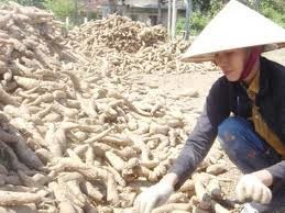 Exportaciones de yuca de Vietnam superan mil millones de dólares - ảnh 1