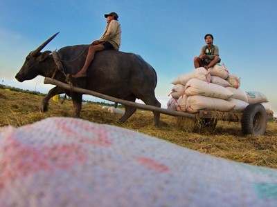 Vietnam impulsa reestructuración de inversiones para el desarrollo agrícola - ảnh 1