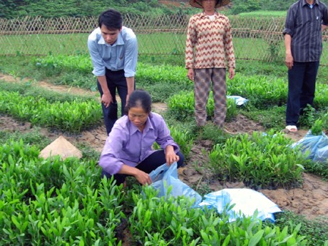 La alianza trae alta eficiencia en la producción de verduras de Quang Ninh - ảnh 1