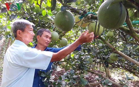 Tran Cong Len apasionado por la ayuda a los agricultores  - ảnh 1