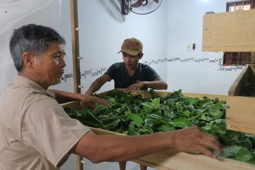 La sericicultura ayuda al progreso de los agricultores de Binh Thuan  - ảnh 2