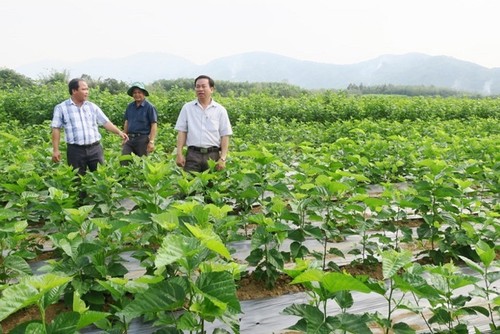 La sericicultura ayuda al progreso de los agricultores de Binh Thuan  - ảnh 1