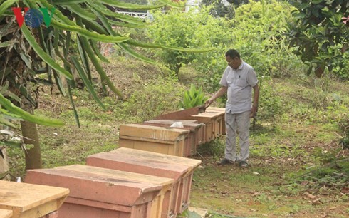 Ho Van Sam, un apicultor apasionado en Son La - ảnh 1