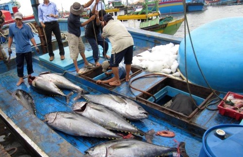 Sector pesquero vietnamita empeñado en evitar tarjeta amarilla de la UE - ảnh 1