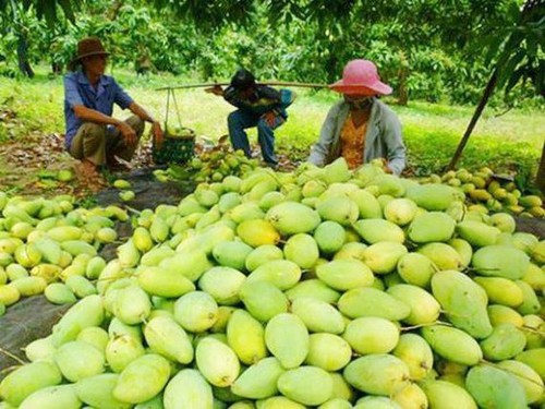 Vietnam exportará mangos al mercado de Chile - ảnh 1