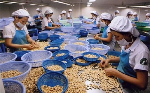 Vietnam apunta a 4 mil millones de dólares de exportaciones de anacardos en 2020 - ảnh 1
