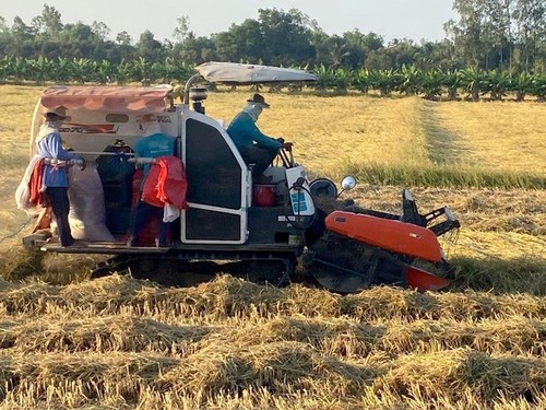 Provincia meridional de Vietnam obtiene un buen rendimiento en el cultivo del arroz - ảnh 1