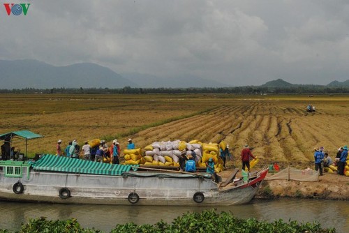 Delta del río Mekong registra un récord de productividad arrocera - ảnh 1