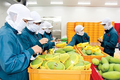 Exportaciones vietnamitas de productos agrícolas, silvícolas y acuíferas caen 17% en abril - ảnh 1