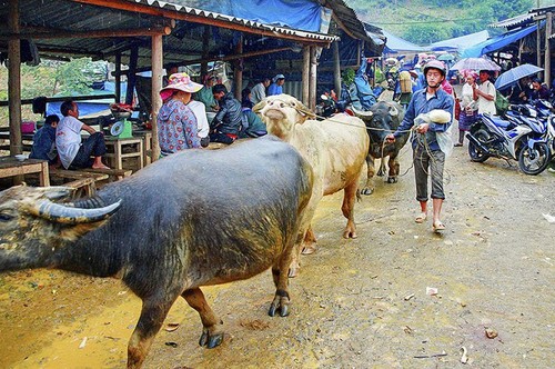 Can Cau, el mercado de búfalos más grande del noroeste de Vietnam - ảnh 2