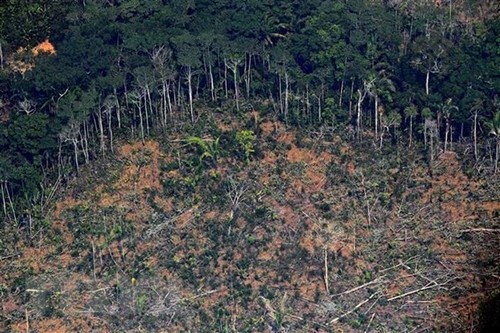 Brasil pide más inversión internacional para prevenir la deforestación del Amazonas - ảnh 1