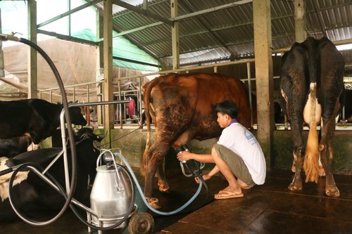 La eficiencia de ganaderías lecheras especializadas en Soc Trang - ảnh 1