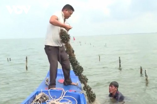 El cultivo de mejillones verdes trae riqueza a agricultores de Kien Giang - ảnh 1