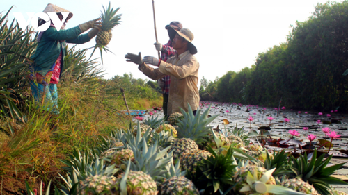 El cultivo de la piña ayuda a agricultores de Hau Giang a estabilizarse - ảnh 1
