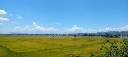 Descubren Krong No donde se cultiva arroz en suelo volcánico - ảnh 1